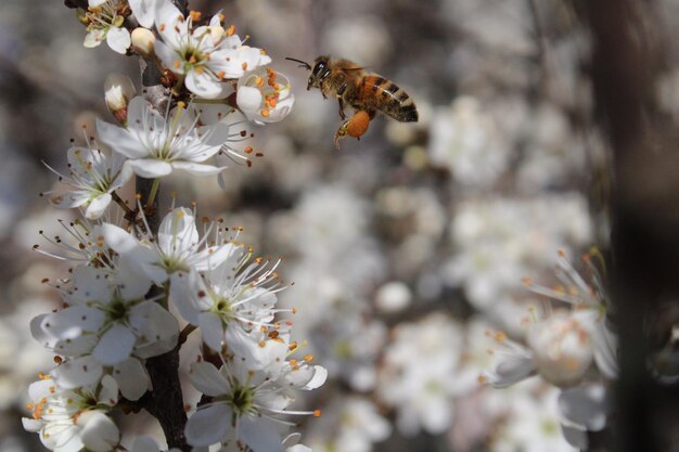 Close-up da polinização de abelhas em flor de cerejeira