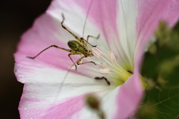 Foto close-up da polinização de abelhas em uma flor rosa