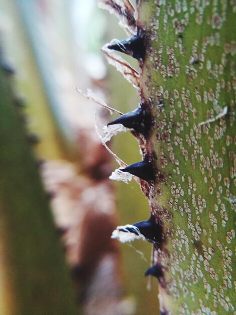 Foto close-up da queda na planta