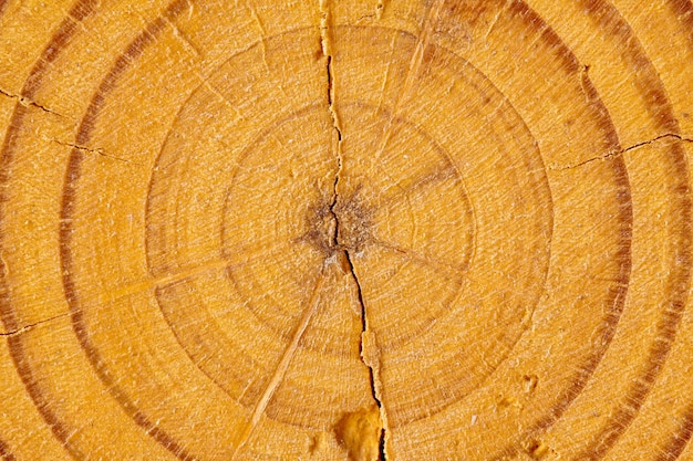 Close-up da seção de madeira