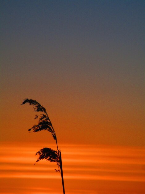 Foto close-up da silhueta da planta contra o céu claro ao pôr-do-sol