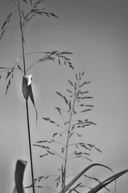 Foto close-up da silhueta da planta contra o céu claro