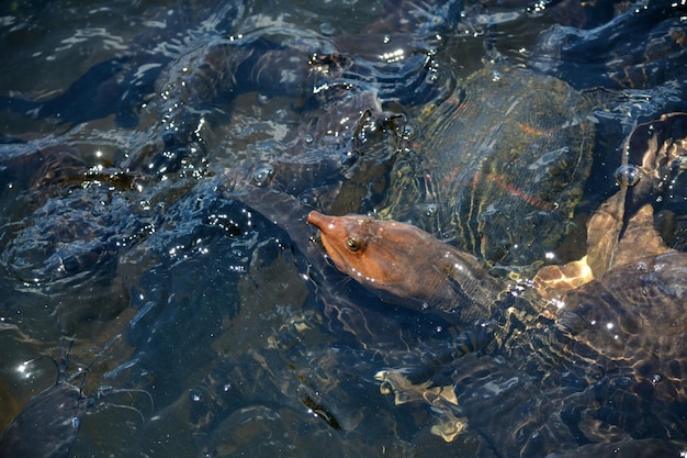 Foto close-up da tartaruga de softbol da flórida apalone ferox nadando no lago