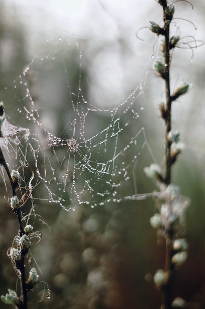 Foto close-up da teia de aranha molhada na planta