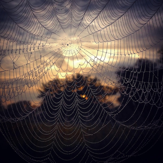 Foto close-up da teia de aranha molhada