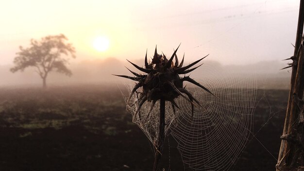 Foto close-up da teia de aranha na planta