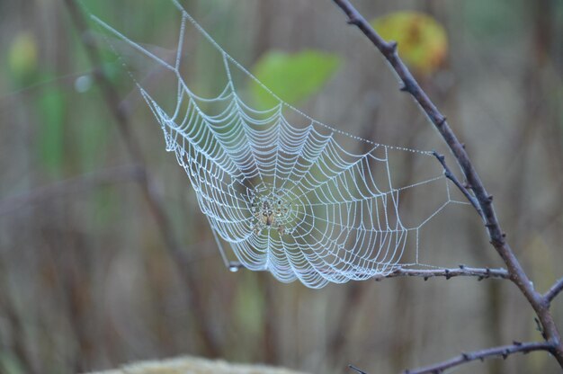 Foto close-up da teia de aranha na planta