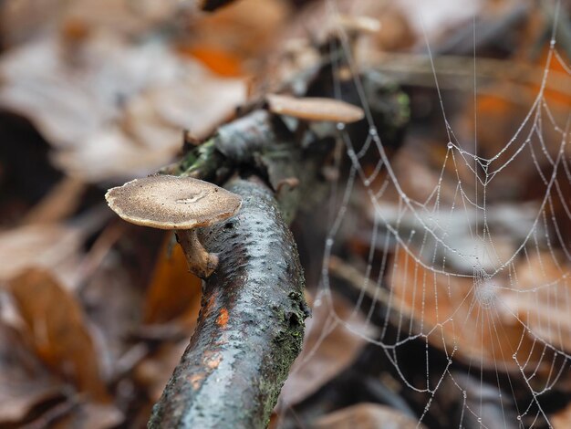 Foto close-up da teia de aranha na planta