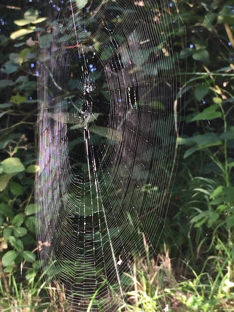 Foto close-up da teia de aranha na planta