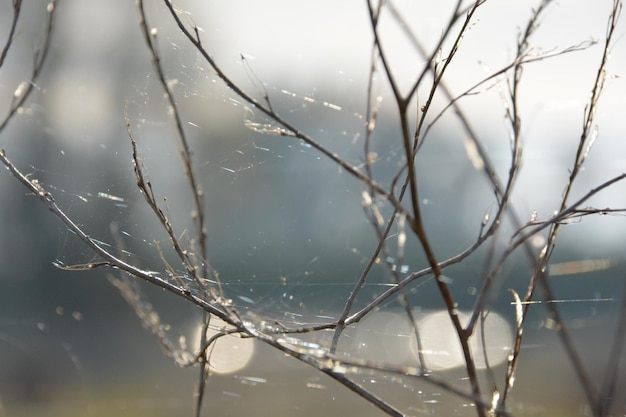 Close-up da teia de aranha