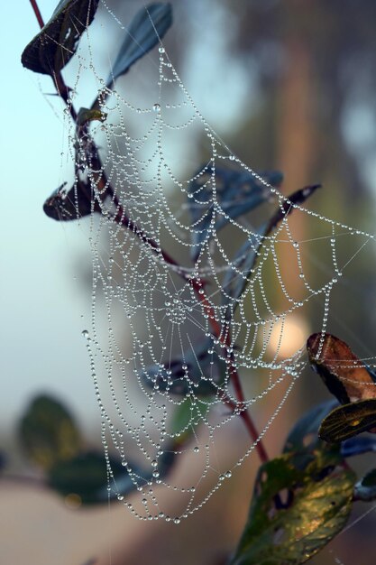 Foto close-up da teia de aranha