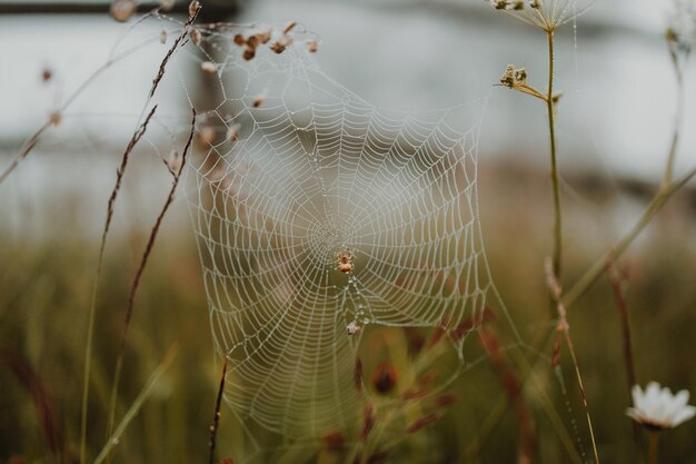 Foto close-up da teia de aranha