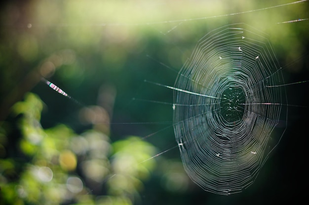 Foto close-up da teia de aranha