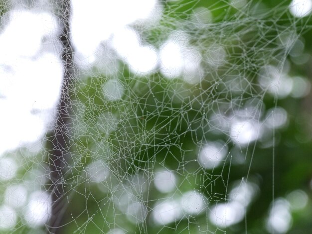 Foto close-up da teia de aranha