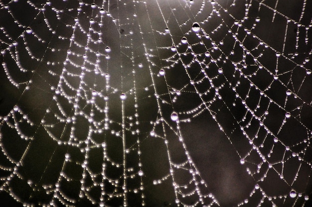 Foto close-up da teia de aranha