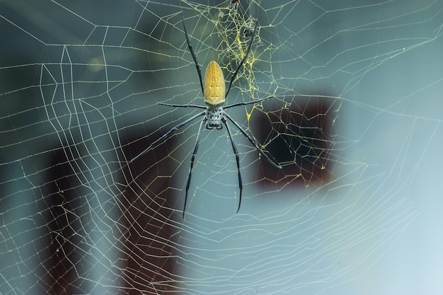 Foto close-up da teia de aranha