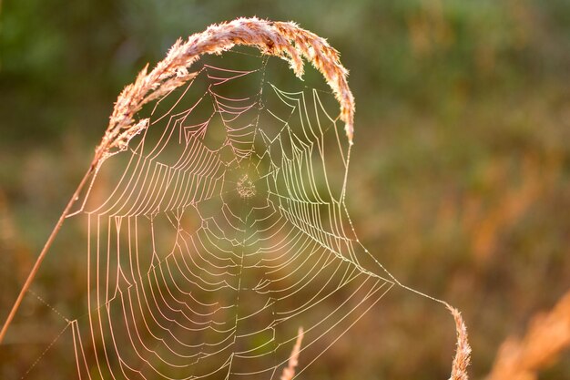 Foto close-up da teia de aranha