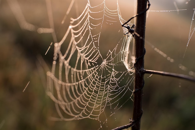 Close-up da teia de aranha