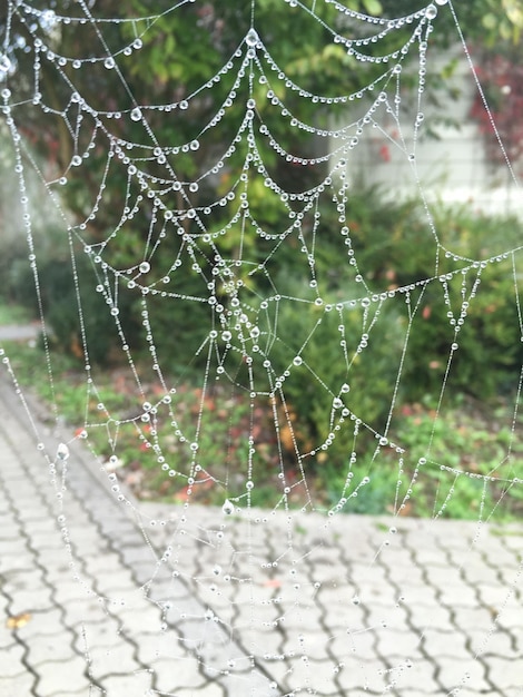 Foto close-up da teia de aranha