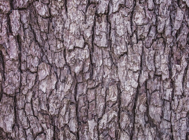 Close up da textura da casca da árvore