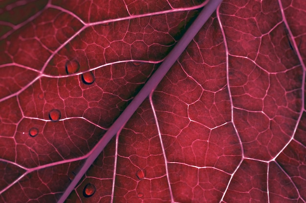 Close up da textura da folha vermelha. Fundo natural abstrato floral.