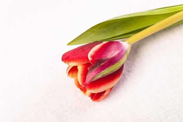 Close up da textura suave do bokeh da tulipa vermelha do botão em cores pastéis do vintage para um plano de fundo. botão de tulipa em um fundo branco.