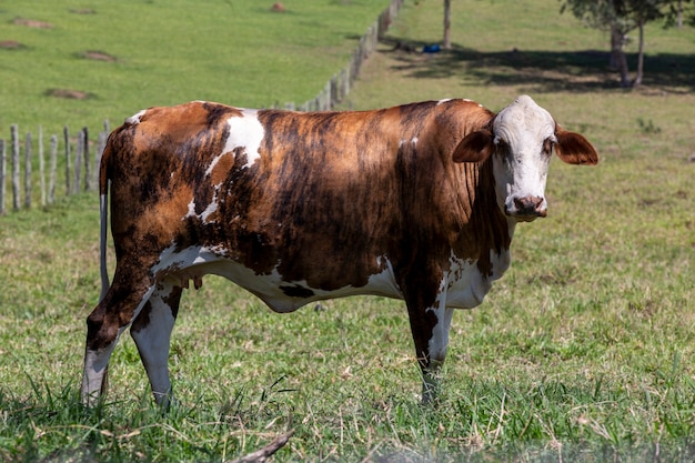 Close up da vaca no pasto com árvores. Estado de são paulo, brasil