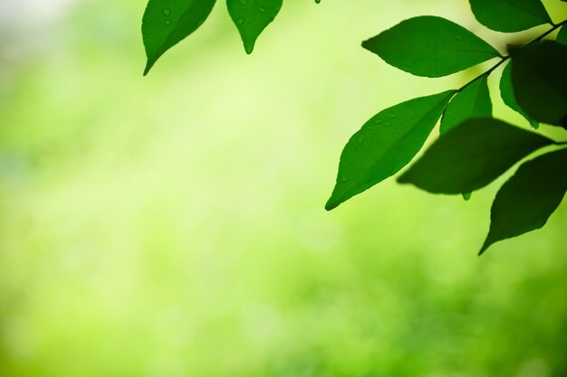 Foto close-up da vista da natureza da folha verde no fundo desfocado da vegetação