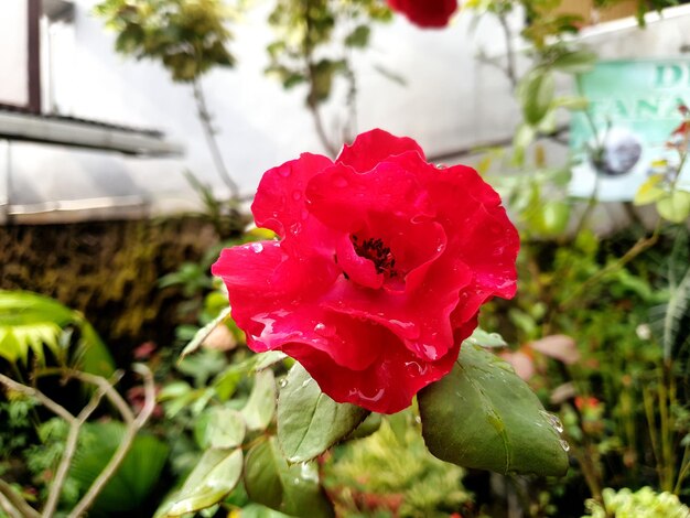 Close-up da vista da natureza do fundo da flor vermelha Folha conceitual da natureza