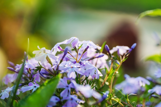 Close-up das belas flores.