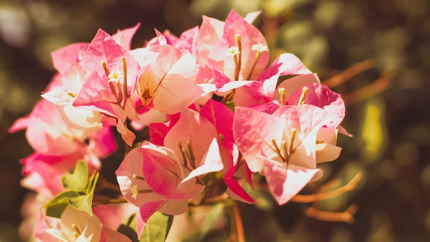 Close up das flores cor-de-rosa brilhantes da buganvília.