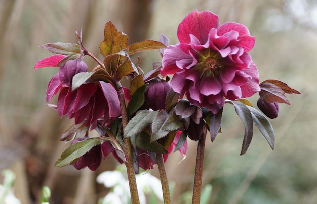 Close-up das flores vermelhas escuras do Hellebore