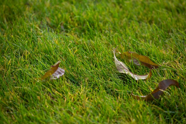 Close up das folhas de outono no gramado verde.