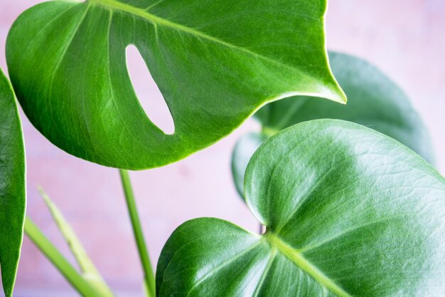 Close-up das folhas de uma planta de casa exótica monstera creeper Foco seletivo