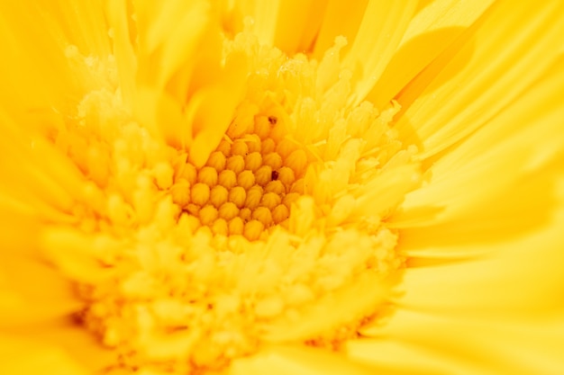 Close up das pétalas de uma flor amarela