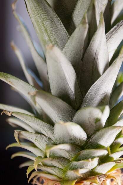 Foto close-up de abacaxi