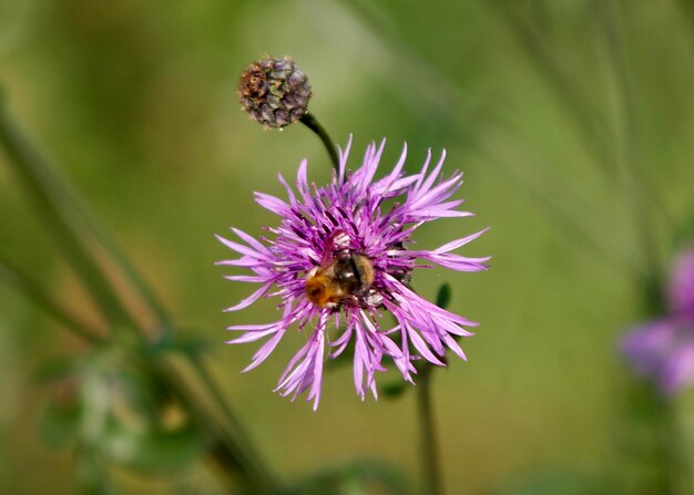 Foto close-up de abelha de mel em cardo
