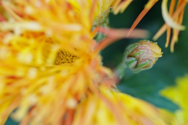 Foto close-up de abelha de mel em flor amarela