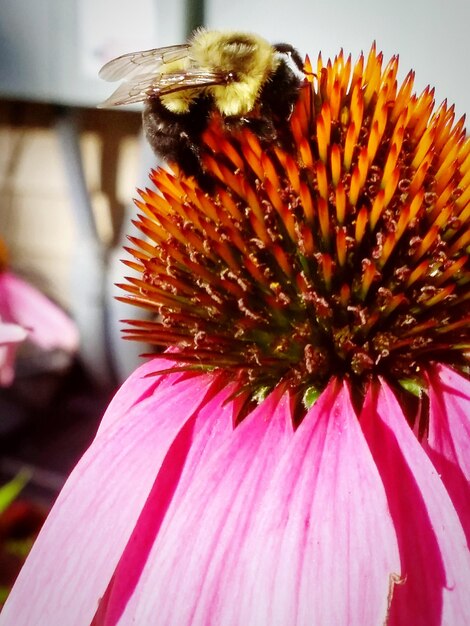 Foto close-up de abelha em coneflower