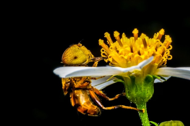 Close-up de abelha em flor amarela contra fundo preto