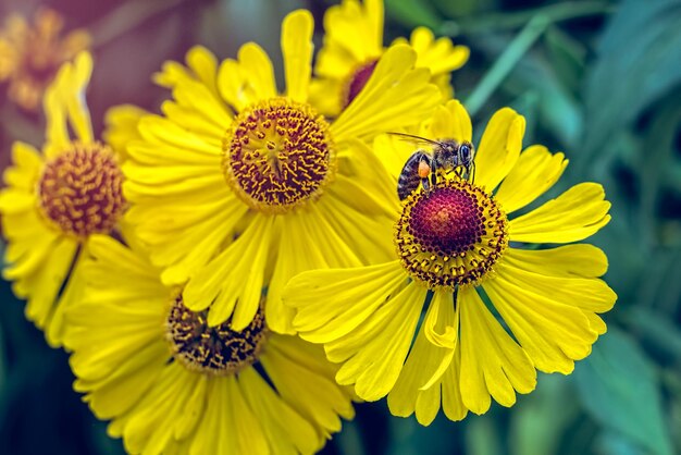 Foto close-up de abelha em flor amarela