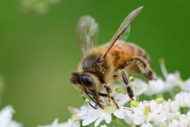 Close-up de abelha em flor ao ar livre