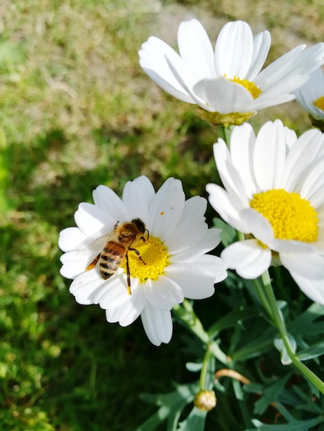 Foto close-up de abelha em flor branca