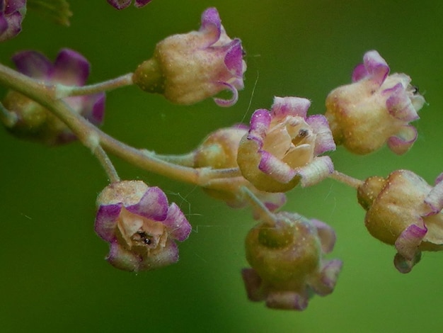 Close-up de abelha em flor rosa