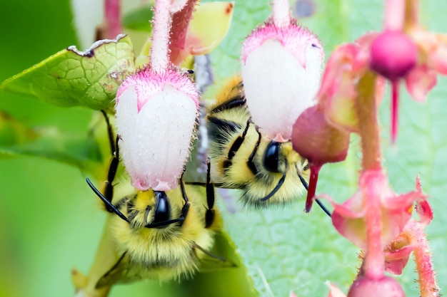 Foto close-up de abelha em flor rosa