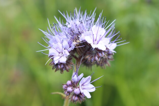 Foto close-up de abelha em flor roxa