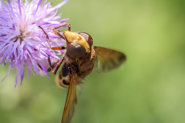 Foto close-up de abelha em flor roxa