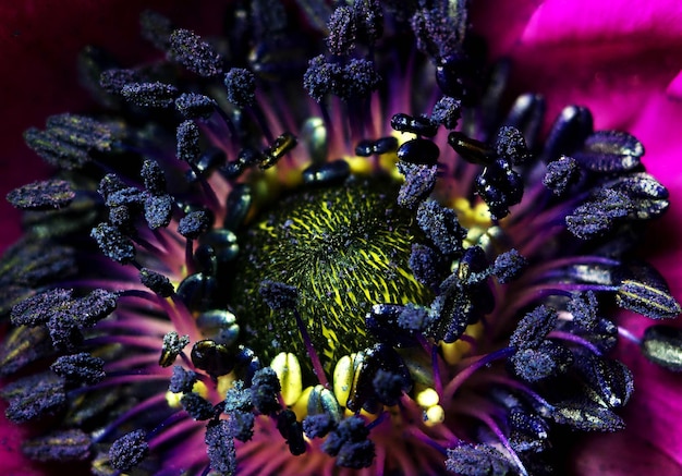 Foto close-up de abelha em flor roxa