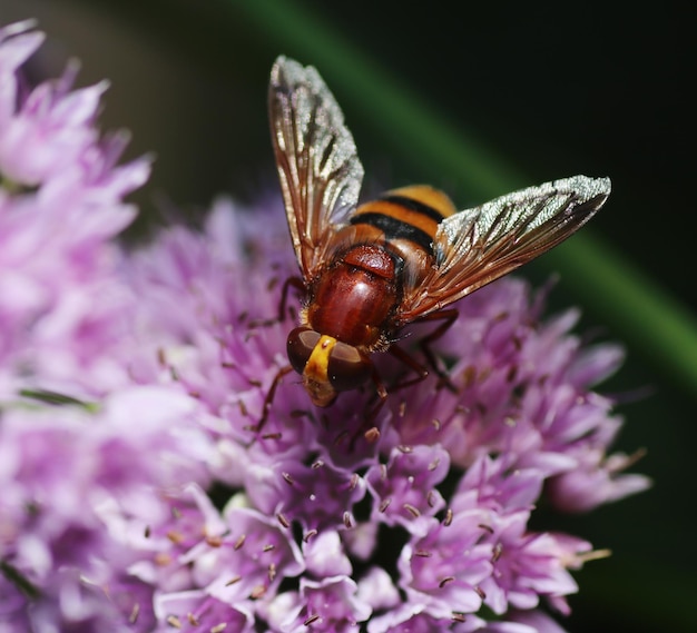 Close-up de abelha em flor roxa