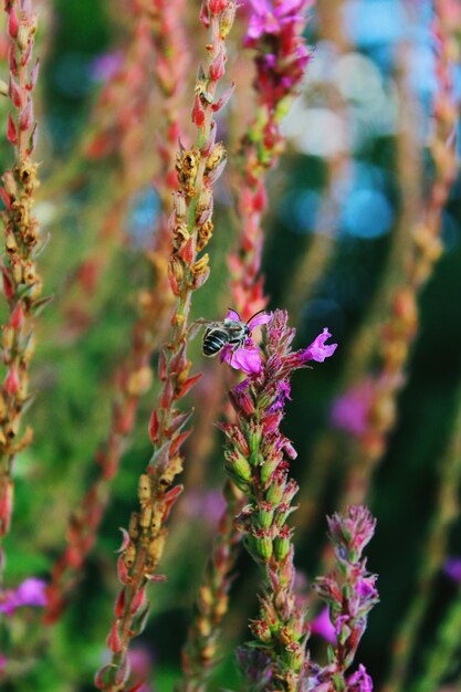 Foto close-up de abelha em flor